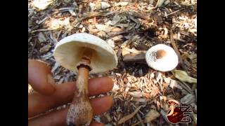 Lepiota americana Leucoagaricus americanus [upl. by Gunter]