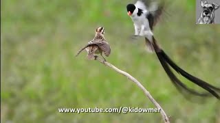 Beautiful PINTAILED WHYDAH Courtship Dance Singapore [upl. by Mihcaoj]