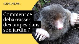 🐀 Taupes dans le jardin  7 astuces pour sen débarrasser rapidement 🐾 [upl. by Welker]