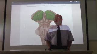 Neuroanatomy 76  Diencephalon  part 1   by Dr Wahdan [upl. by Ayamat]