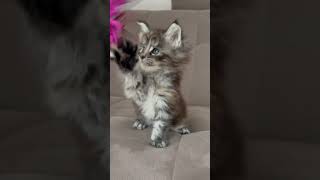 Maincoon 1 month kitten mainecoon catlover [upl. by Boaten]