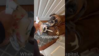 Boxers Jump On Their Sisters Crib To Greet Her Every Morning  The Dodo [upl. by Herb573]