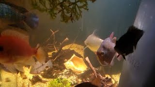 Aquarium AI part 6 Aquariumai fish aquarium [upl. by Quillon426]