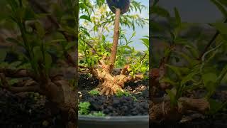 Step by step Bonsai anting putri bonsai bonsaitree bonsaiantingputri bonsaivietnam shorts [upl. by Narrad172]