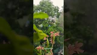 feel the pitter patter raindrops melody🎶 rain love arjitsingh music shorts viralvideo viral [upl. by Marquardt]