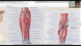 Anatomi Antebrachium dan Manus [upl. by Garate23]