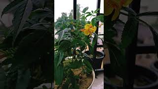 Trumpet vine flowertecoma flowerviralvideo foryou nature love flowers garden [upl. by Arreik]