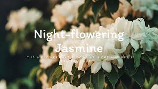 Jasmine Night Melodies [upl. by Nomzed]