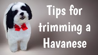 Trim a HAVANESE dog or a HAVACHON An easy maintenance haircut [upl. by Davon]