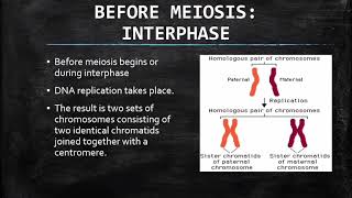 LIFE SCIENCES MEIOSIS PART 1 GRADE 12 [upl. by Favin]