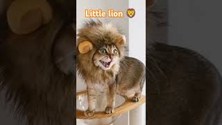 Chota share little lion 🦁 bhut khoobsurat hai so lovely shorts ytshorts youtubeshorts shortsfeed [upl. by Adamok]