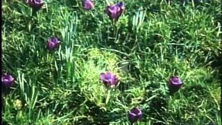 Early Spring flowers in the UK Archive film 92751 [upl. by Notslar]