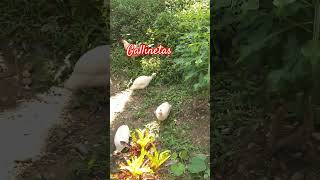 Gallinetas subscribe gatitoshaciendocosas shortvideo shortvideo hugoconstruye [upl. by Dranrev]