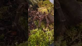 Huge Burgundy Goliath Bird Eating Spider Live Feeding  Theraphosa Stirmi [upl. by Aihtnis]