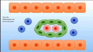 Vasculogenesis and Arterial Embryology [upl. by Glenda]