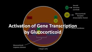 Glucocorticoid mediated gene transcription activation [upl. by Ardnohsed]