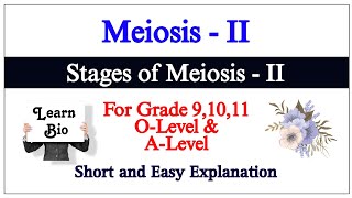 Meiosis 2  Phases of Meiosis 2  Cell Division [upl. by Ringsmuth]