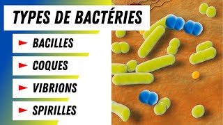 Tout savoir sur les bactéries Types et classes de coques expliqués [upl. by Martinic]