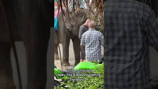 Buriram Thailand  Nelly The Elephant Visiting The Local Bars 🐘🇹🇭 thailandtravel Buriram [upl. by Aiciruam]