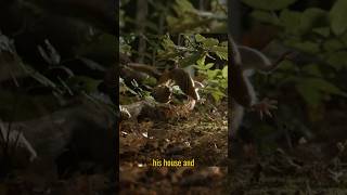 The chipmunk is preparing for winter animals facts short [upl. by Underwood]