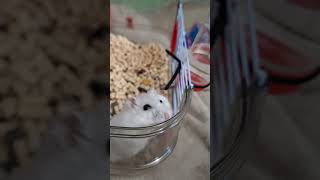 Incercam evadareafamily hamstersong pets hamsterdance cute hamsterbabys animals hamsterious [upl. by Cloots]