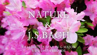 【JSBach】Cello Suite No1 in G major BWV 1007  Prelude バッハ 無伴奏チェロ組曲 第1番 プレリュード [upl. by Ottie]