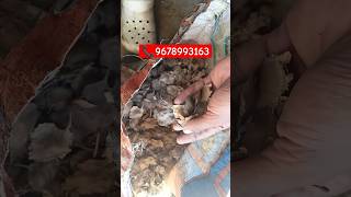 how to grow red chandan seedsred sandalwood tree farming rad Chandan Nursery radsandalwoodnursery [upl. by Juakn103]