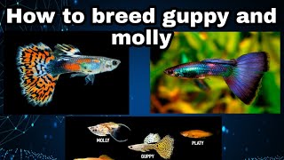 How to breed Guppy and molly  Guppy molly crossbreed  How to identify male and female guppy [upl. by Renraw]