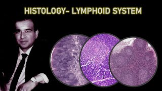 HISTOLOGY OF LYMPHOID SYSTEM Dr Ashwani Kumar [upl. by Isidoro]