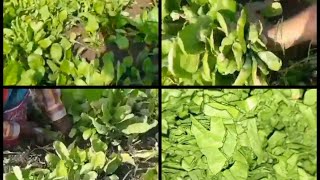 Spinach Field  Palak Khet  Growing Spinach Fully Grown Spinach Field  Plucking Spinach Vlog [upl. by Pike]