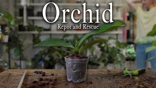 Orchid Repot amp Rescue  Start to Finish [upl. by Valsimot]