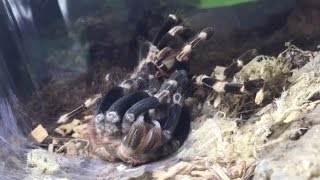 Tarantula Nhandu chromatus Molting amp Sexing  Timelapse [upl. by Pietra]