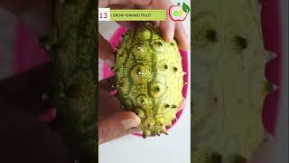 how to grow kiwano fruit [upl. by Rebeh]