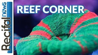 VLOG15 Vince Z  les coraux de Reef Corner [upl. by Akin]