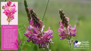 Sainfoin for horses [upl. by Luisa]