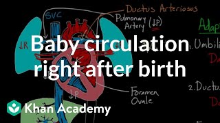 Baby circulation right after birth  Circulatory system physiology  NCLEXRN  Khan Academy [upl. by Notnelc735]