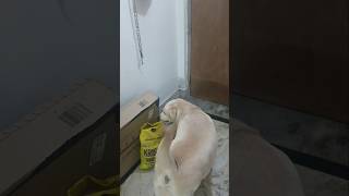 Mere saath fraud hua hai 😭 doglover labrador cuteleo funny leothelab labradoodles [upl. by Odysseus]