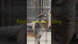 🐺Familiensinn bei Wölfe🐺 [upl. by Sul]