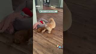 Dog has a funny signature move 🤣 🎥 IG kenziethecavapoo [upl. by Uy168]