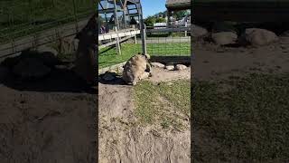 Tortoises Mating in Captivity [upl. by Alasdair]