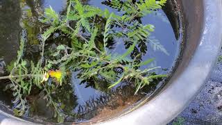 How To Propagation of Emergent Hygrophila pinnatifida [upl. by Dougie]