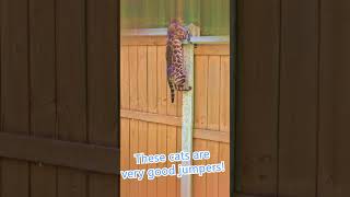 CAT ACROBATICS SONG IN DESC animalsandvibes puppy pets dog baby kitten cat cute animals [upl. by Arekat898]