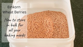 Einkorn Wheat Berries  HOW TO DO BULK STORAGE FOR YOUR PANTRY [upl. by Repard667]