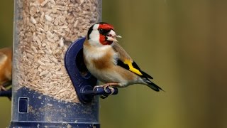 How to Attract Birds to Your GardenTutorial [upl. by Perrie]