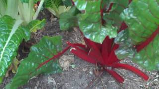 Swiss chard how to plant and grow [upl. by Mercy]