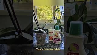 Phalaenopsis Orchid Care vickistraney3456 diy orchid phalaenopsis plants watering flowers [upl. by Boulanger]