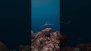 Napaling Reef Tangnan Panglao Bohol Philippines fyp foryou freediving shorts reels dive [upl. by Rothberg]