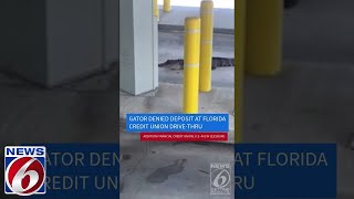 An alligator made a stop at a Central Florida bank [upl. by Jeconiah209]