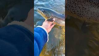 THICC Brown Trout FishaholicsCanada shorts fishing browntroutfishing [upl. by Aniala825]