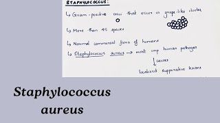 Staphylococcus aureus Medical Microbiology  Handwritten notes [upl. by Hsotnas]